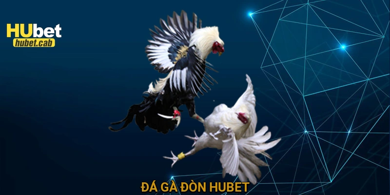 Đá gà đòn HUBET
