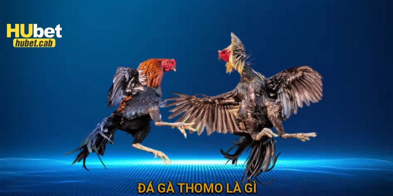 Đá gà Thomo là gì?