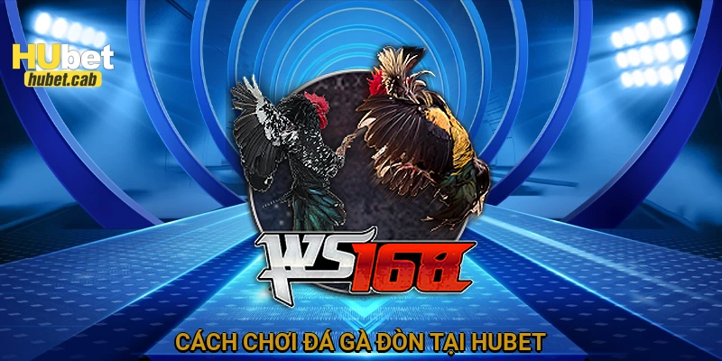 Cách chơi đá gà đòn tại HUBET