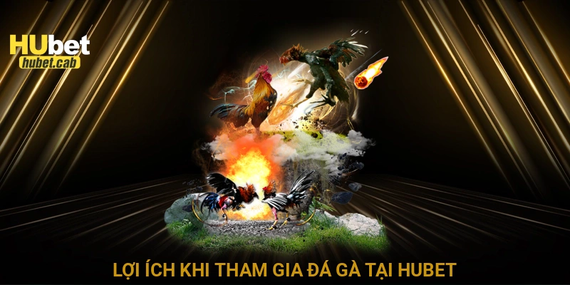 Lợi ích khi tham gia đá gà tại HUBET