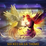 Soi kèo đá gà Thomo