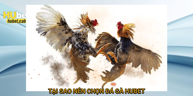 Tại sao nên chọn đá gà HUBET